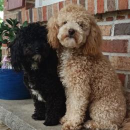 Maltese, Maltipoos, and Poodles from Little Land of Puppies