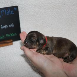 Bolt (Red collar) - Cream male Dachshund puppy in Prospect, Oregon from Spunky Sausage Pups