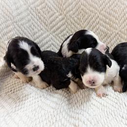 Our Girls - Black and white female Portuguese Water Dog puppy in Vancouver, Washington from Portie Puppies