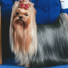 Yorkshire Terrier Puppies from Caraneal Yorkies