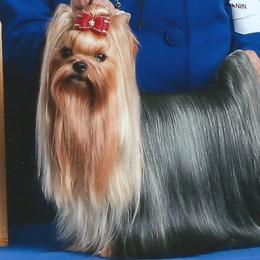 Yorkshire Terrier Puppies from Caraneal Yorkies