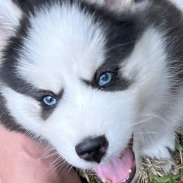 Angelo - Pomsky puppy from Northeast Florida Pomskies