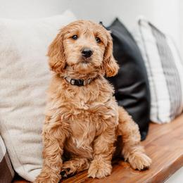 Goldendoodle Puppies from Deer Valley Doodles