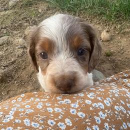 Tanner - Piebald male Dachshund puppy in Utica, Ohio from Poodle Me Crazy