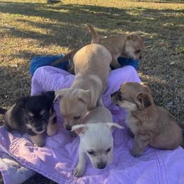 Chihuahua puppies from The Magnolia Pawlor, LLC