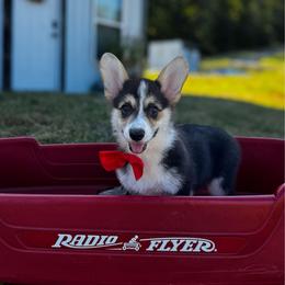 Lulu's Red Boy - Black and tan male Pembroke Welsh Corgi puppy in Vilonia, Arkansas from Lucky Pups Corgis