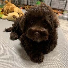 Australian Labradoodle Puppies from Charlotte Labradoodles