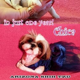 Shih Tzu Puppies from Arizona Shih Tzu