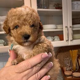 Arthur - Apricot male Goldendoodle puppy in Fairmont, West Virginia from Robin Nelson