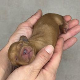 Chai - Red male Dachshund puppy in Homestead, Florida from Redland Dachshund Grove