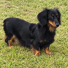 Bella - Dachshund