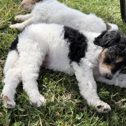 Dakota - Tri-color female Bernedoodle puppy in Warrensburg, Missouri from Dreamer Ridge Puppies