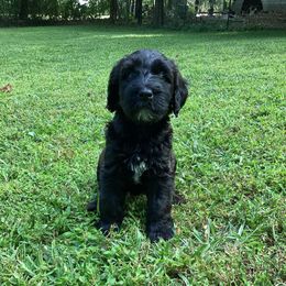 Ace - Black male Whoodle puppy in Concord, North Carolina from RockyRiverDoodles