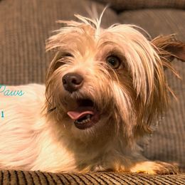 Panda - Yorkshire Terrier