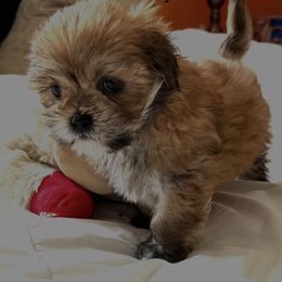 Lhasa Apso Puppies from Tibetan Tails