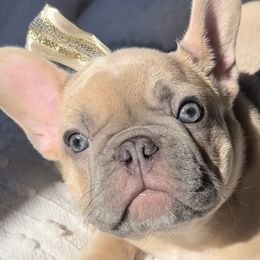 French Bulldogs from Soho French Bulldogs