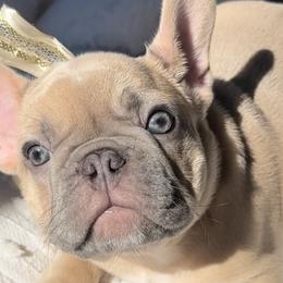 French Bulldogs from Soho French Bulldogs