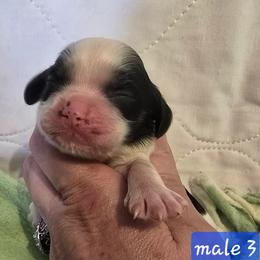 Boy 3 - Black white and tan male Cocker Spaniel puppy in Greensboro, North Carolina from Cochran Spaniels