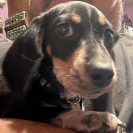 Oreo - Dachshund