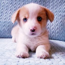American Corgi and Pembroke Welsh Corgi Puppies from Whimsical Treasure Corgis