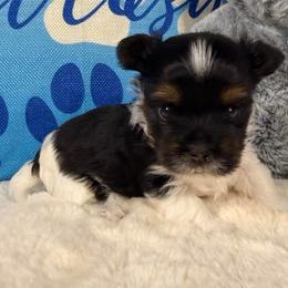 Jermaine - Black tan and white male Biewer Terrier puppy in Stockbridge, Georgia from Jenn’s Georgia Morkies and Biewer Terriers