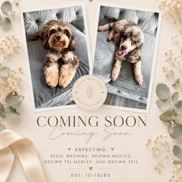 Cavapoo puppies from Meg's Doodles and Poodles