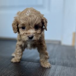 Cockapoo Puppies from East St. Poodles & Doodles