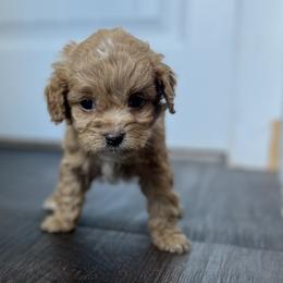 Cockapoo Puppies from East St. Poodles & Doodles