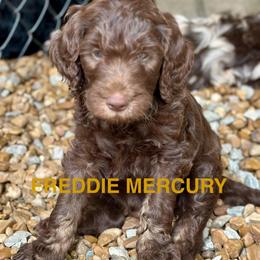 Freddie Mercury - Phantom male Goldendoodle puppy in Jonesboro, Arkansas from N. E. Arkansas Goldens and Doodles/ Southern Brewed Goldens