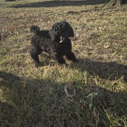 Poodle Puppies from LaZol's  Minis