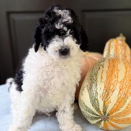 Caspian - Black and white male Bernedoodle puppy in Russellville, Arkansas from Crossgate Doodles
