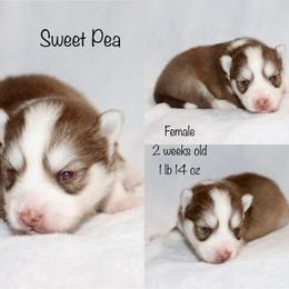 Sweet Pea - Chocolate female Pomsky puppy in Denham Springs, Louisiana from Bayouland Pomskies
