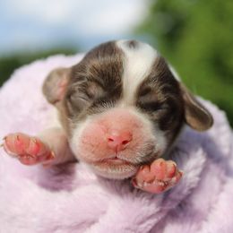 Mark - Brown white and tan male Cocker Spaniel puppy in Rebuck, Pennsylvania from Sweet Pups