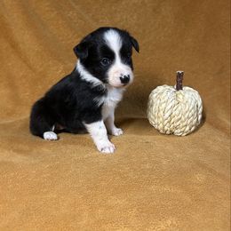 Black and white girl 3 - Black & white female Australian Shepherd puppy in Clinton, Tennessee from Liza’s Aussies & Poms