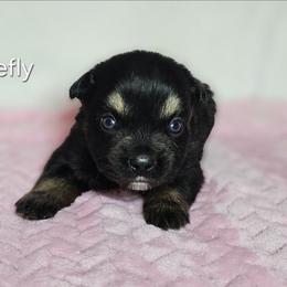 Firefly - Black tri-color female Australian Shepherd puppy in Owensboro, Kentucky from JnT's Bluegrass Mini Aussies