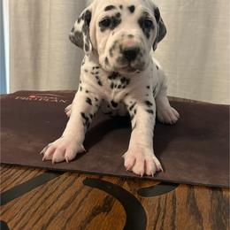 Black White Male - White and black male Dalmatian puppy in Fayette, Missouri from Lazy B Bassets and Dalmatians
