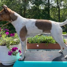 American Hairless Terriers from FLX American Hairless Terriers