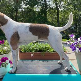American Hairless Terriers from FLX American Hairless Terriers
