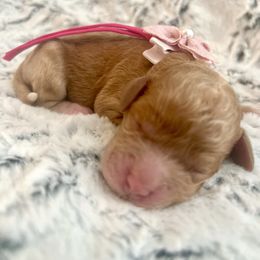 BARBI CUTIE - Apricot female Goldendoodle puppy in Houston, Texas from Pia’s Doodle Poodle Wag