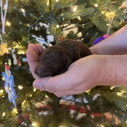 Boy 2 - Chocolate Labradoodle puppy in Texas from Freedom Pines Doodles
