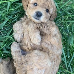 German Shorthaired Pointer and Labradoodle Puppies from Faddis Family Farms