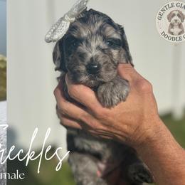 Freckles - Blue merle female Bernedoodle puppy in Fort Pierce, Florida from Gentle Giants Doodle Co.