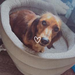 Reba - Dachshund