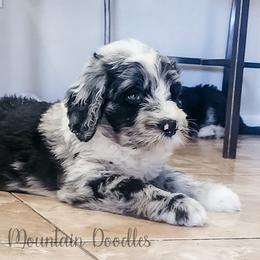 Labradoodle and Sheepadoodle Puppies from Mule Mountain Doodles