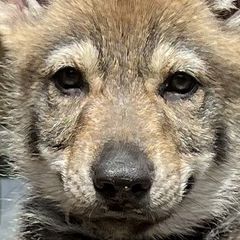 DireWolf Excuse me while I kiss the sky! - Gray Czechoslovakian Vlcak puppy in Florida from DireWolf Pack