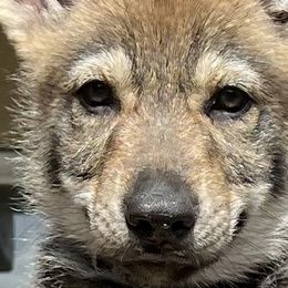 DireWolf Excuse me while I kiss the sky! - Gray Czechoslovakian Vlcak puppy in Florida from DireWolf Pack