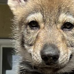 DireWolf Excuse me while I kiss the sky! - Gray Czechoslovakian Vlcak puppy in Florida from DireWolf Pack