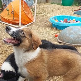 English Shepherd Puppies from Damato's English Shepherds