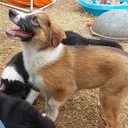 English Shepherd Puppies from Damato's English Shepherds