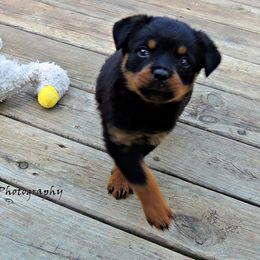 Black and Tan Coonhound and Rottweiler Puppies from Vom Heldenhaft Rottweilers